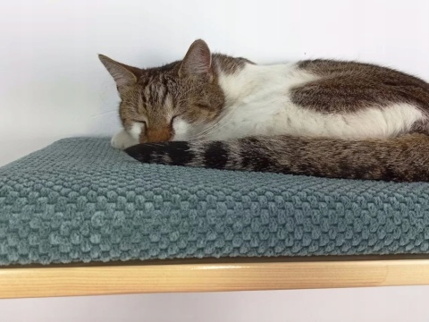 Półka ścienna dla kota, wisząca FLAT 75 cm SH-F75